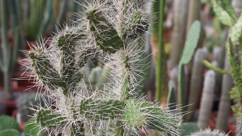 Garden with different types of cacti Vidéo 139860354
