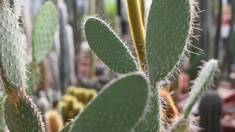 Garden with different types of cacti Stock Footage 139875799