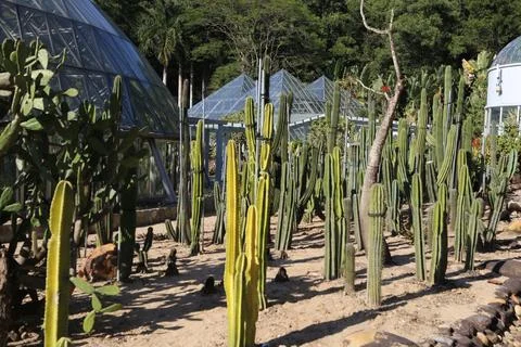 A garden with different types of cacti in front, and glass dome greenhouses.. Stock Photos