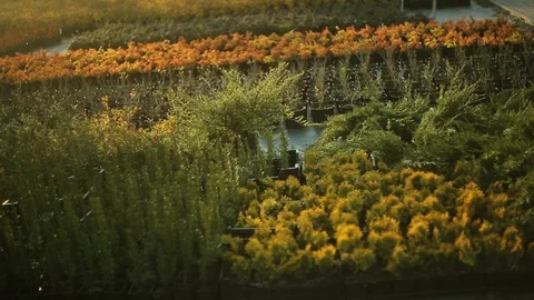 Garden with different types of thuja . Collection of little trees. Daytime, out Stock Footage 98560747