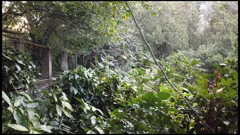 Garden Divider Stock Footage 128853484