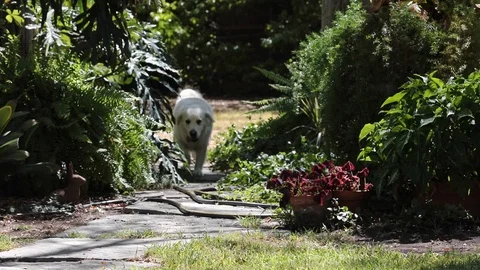 Garden Dog Vídeos de archivo 93430659
