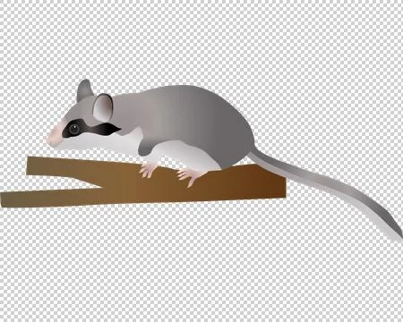 Garden dormouse Stock Illustration