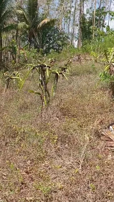 Garden of dragon fruit trees with a background of white teak trees Stock Footage 255007426
