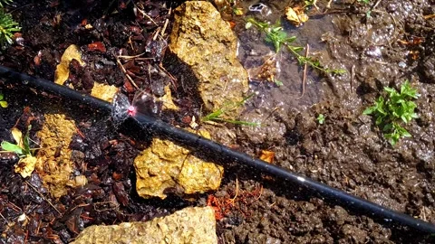 Garden drip irrigation system. Stock Footage 300892218