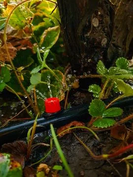 Garden drip irrigation system Stock Photos