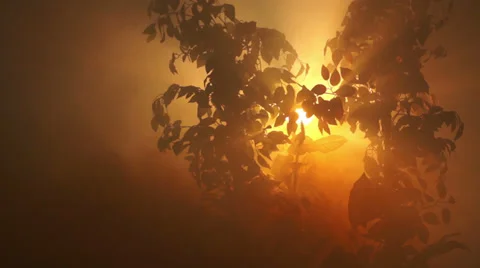 Garden of Eden Stock-Footage 37563985