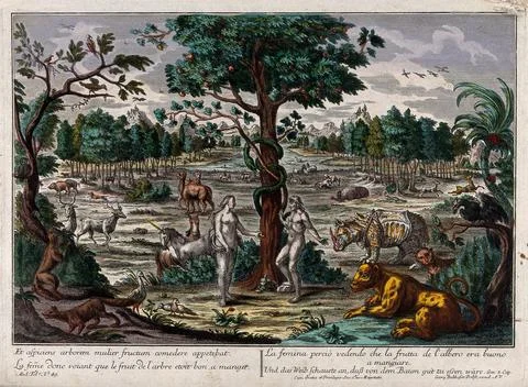 In the Garden of Eden, while the serpent curls around the tree of knowledge.. Illustrazione stock