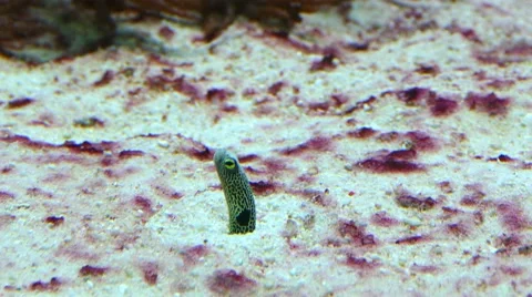 Garden eel Stock Footage 49294973