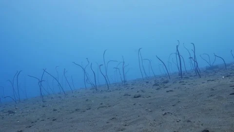 Garden Eel Stockbeeldmateriaal 83228419