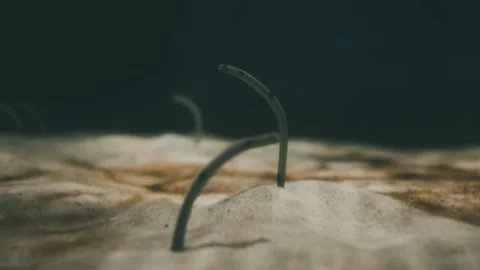 Garden eel Stock Footage 163347815