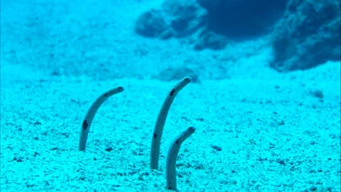 Garden Eel Stock Footage 332764748