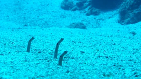 Garden Eel Stock Footage 332764750