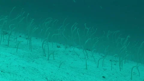 Garden Eel 库存影片 332769351