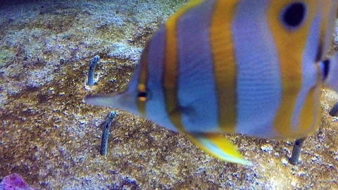 Garden eel looking out of sand in tropical ocean Stock Footage 107746197