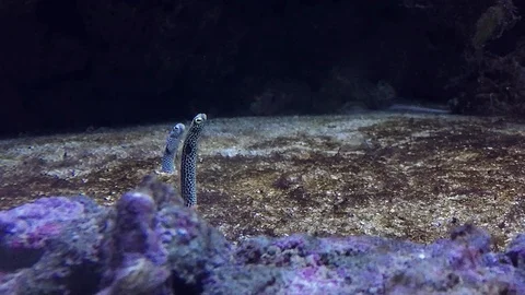 Garden eel looking out of sand in tropical ocean Stock Footage 107747819