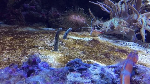 Garden eel looking out of sand in tropical ocean Stock Footage 107747844