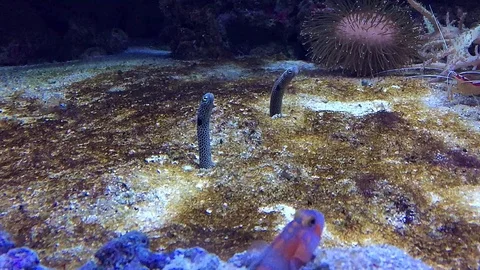 Garden eel looking out of sand in tropical ocean Stock Footage
