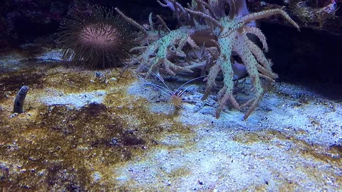 Garden eel looking out of sand in tropical ocean Stock Footage 107747903
