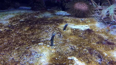 Garden eel looking out of sand in tropical ocean Stock Footage 107747914