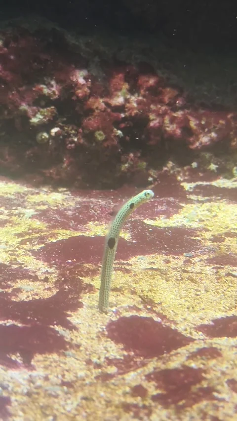 Garden Eel Moving in Sand – 4K Real Footage Stock Footage 333003237