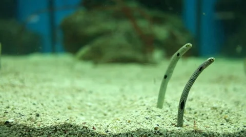 Garden eel or Spotted garden eel in the fish tank at aquarium. Video stock 31747352