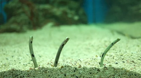 Garden eel or Spotted garden eel eating little fish at aquarium. Video stock 31748696
