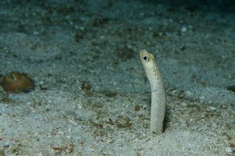 Garden eel Stock Photos