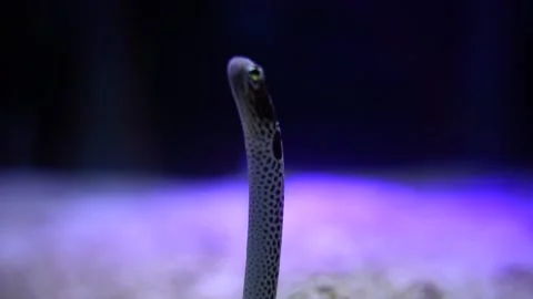 Garden eel on the seabed Stock Footage 144545074