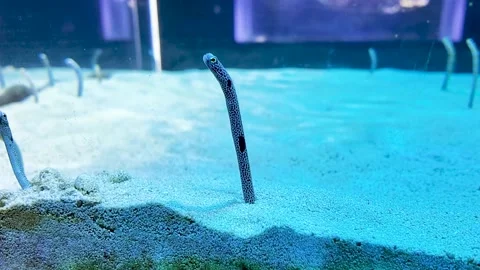 Garden Eel Swaying Gracefully in the Sand: A Unique Underwater Scene Stock Footage 299130468
