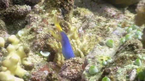 Garden eel sways gently in the waters of the Philippines Video stock 321421675