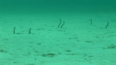 Garden eels emerging from sand Video stock 95605076