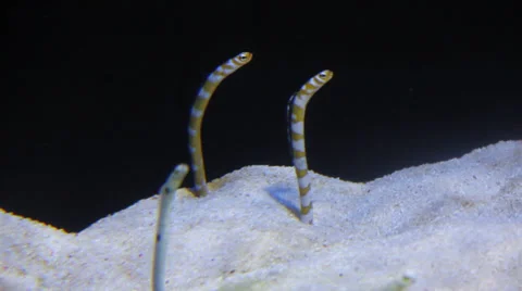 Garden eels Stock Footage 31980821