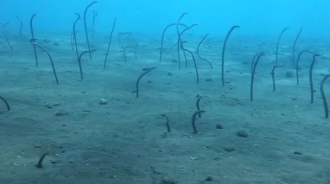Garden Eels Stock Footage 45178744