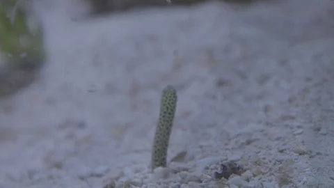Garden Eels Stock Footage 86671504