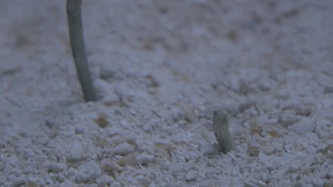 Garden Eels Stock Footage 86671531