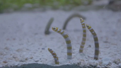 Garden Eels Stock Footage 86671544