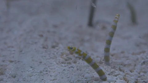 Garden Eels Stock Footage 86671561
