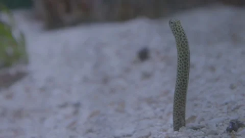 Garden Eels Stock Footage 86671585
