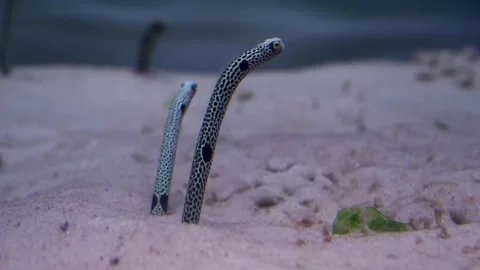 Garden eels. This genus is classified by the behavioral pattern of burrowing  Stock Footage 167181599