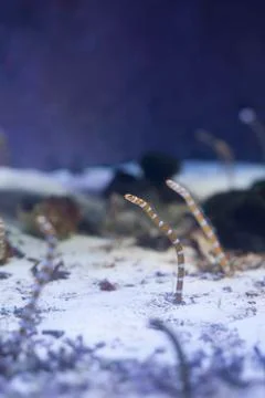 Garden Eels Stock Photos