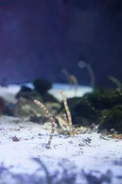 Garden Eels Stock Photos