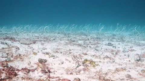 Garden eels poking out of the sand underwater Stock Footage 130237431