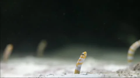 Garden eels - Time lapse Stock Footage 12078329