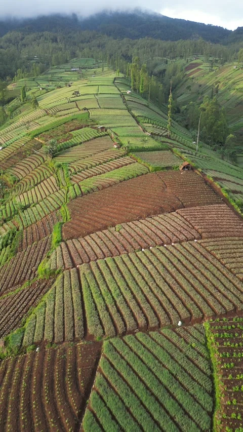 Garden expanse 動画素材 238790576