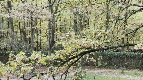 Garden in Fall / Autumn Vidéo 320890035