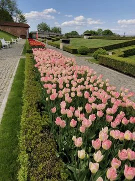 A garden features rows of tulips in full bloom, bordered by hedges and lawns. Stock Photos