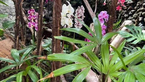 The garden features a vibrant array of orchids surrounded by lush greenery and Fotos de archivo