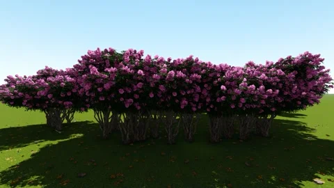 Garden in the Field Stock Footage 337251427