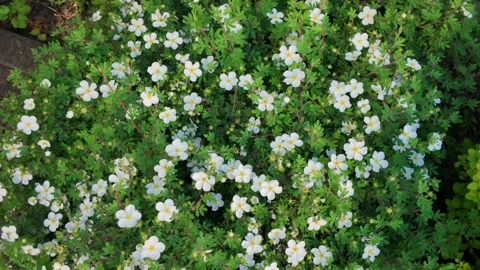 Garden filled with small white flowers in springtime sunshine near a stone path Stock Footage 336339841